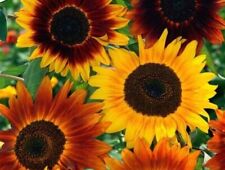 Xxxx sonnenblumen mischung gebraucht kaufen  Elchesheim-Illingen