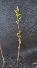 Blackthorn plant free for sale  GLOUCESTER