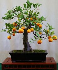 Mandarin orange bonsai for sale  GLOUCESTER