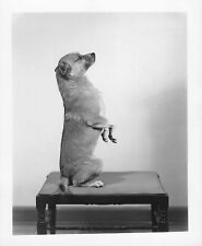 Vintage snapshot dog for sale  Los Angeles