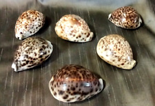 Tiger cowrie brown for sale  Bowling Green