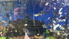Frontosa cichlid cyphotilapia for sale  TONYPANDY
