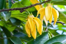 Perfume tree ylang for sale  RICHMOND