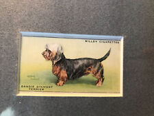 Matted Dandie Dinmont Terrier 1937 SERIES OF DOGS WILLS’s CIGARETTE CARD for sale  Shipping to South Africa