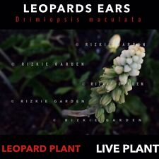 Used, 1 x Leopards Ears, Drimiopsis maculata, Spotted Leopard Plant - Live Plant for sale  Shipping to South Africa