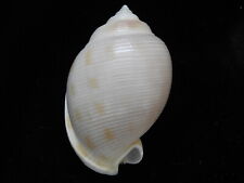 Sea Shells Semicassis bisulcata persimilis 50.5mm ID#4942 for sale  Shipping to South Africa