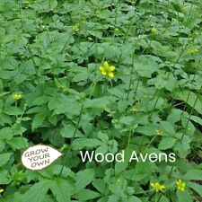 Grow wood avens for sale  BIRKENHEAD