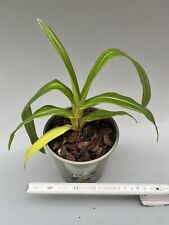 phragmipedium usato  Spedire a Italy