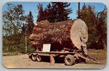 Sitka spruce log for sale  Dayville