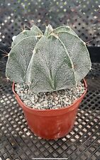 Astrophytum ornatum large for sale  Jurupa Valley