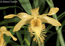 dendrobium orchids for sale  Santa Rosa