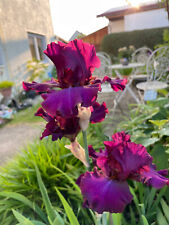 Schwertlilie iris hot gebraucht kaufen  Tussenhausen