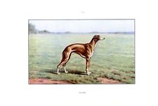 Hunting dog...whippet....1960 d'occasion  Saint-Cyprien