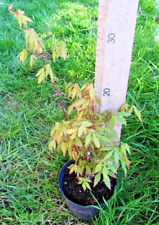 japanese maple for sale  FOWEY