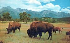 Buffalo bison roam for sale  Franklin