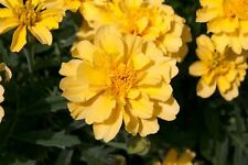 Flower french marigold for sale  WREXHAM