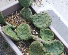 Opuntia humifusa wet for sale  Newport