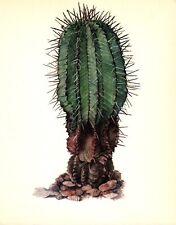 Vintage cactus print for sale  Harborton