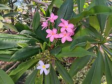 Two plumeria cuttings for sale  New Port Richey