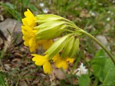 Primula veris cowslip for sale  Shipping to Ireland