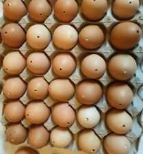 Uovo gusci uova usato  Sesto Fiorentino