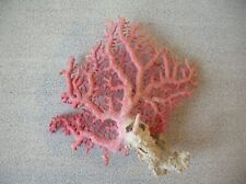 Ancienne branche corail d'occasion  La Glacerie