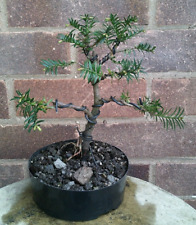 Yew bonsai tree for sale  DUDLEY