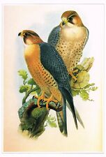 Barbary falcon bird for sale  DEREHAM