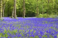 100 wildflower bluebell for sale  DUNS