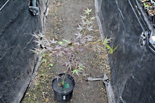 Acer palmatum koriba for sale  Newport