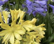 New yellow agapanthus for sale  SOUTHSEA