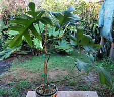 Philodendron pedatum plant for sale  Hollywood