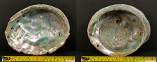Two Beautiful Large California Red Abalone Shells for sale  Shipping to South Africa