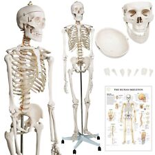 Jago menschliches skelett gebraucht kaufen  Groß-Gerau