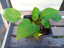 Hosta funkie paket gebraucht kaufen  Hesel