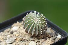 Cactus cacti geohintonia for sale  Shipping to United Kingdom