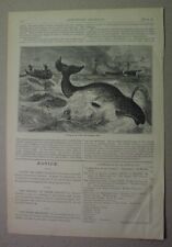 1870 whaling scene for sale  USA