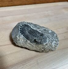 Fossil trilobite medium for sale  Bremerton