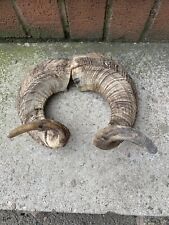 Pair rams horns for sale  BARNSLEY