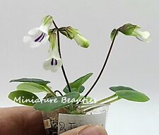 Deinostigma Tamiana - rare flower seeds, Gesneriad, sinningia, african violet for sale  Shipping to South Africa