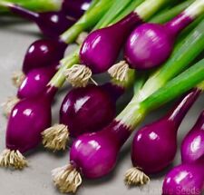 Purple spring onion for sale  DEWSBURY