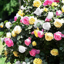 Tricolour rose bush for sale  UK