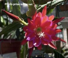 Epiphyllum harry paetz d'occasion  Chartres