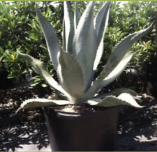 Blue agave tequilana for sale  San Diego