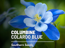 Columbine colorado blue for sale  Frisco