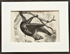 Flying fox animal for sale  NORWICH