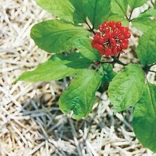 100 Seeds Ginseng - Panax Ginseng - TCM for sale  Shipping to South Africa