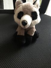 Ravensden cute raccoon for sale  GLASGOW