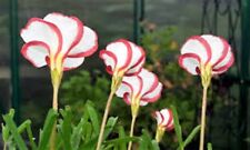 10 x Oxalis Versicolor bulbs. CANDY CANE SORREL  for sale  Shipping to South Africa