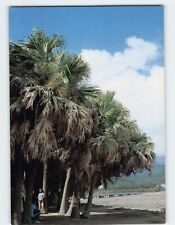 Postcard aoshima subtropical for sale  Stevens Point